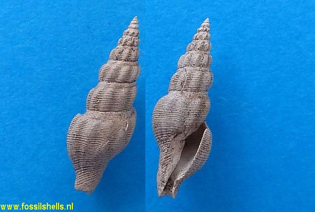 Comarmondia gracilis