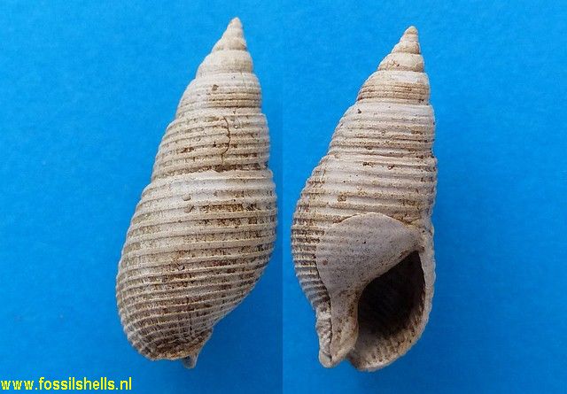Amyclina labiosa