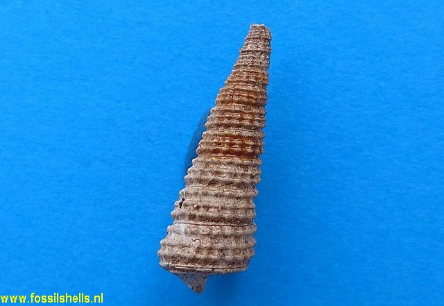 Potamides tricinctus