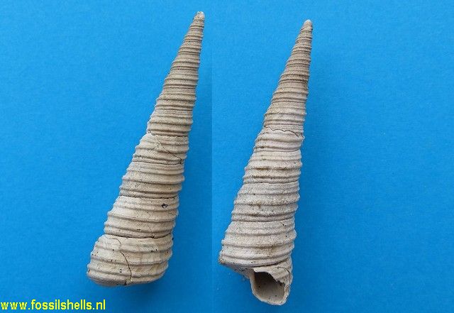 Turritella incrassata incrassata