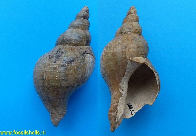 Neptunea striata striata