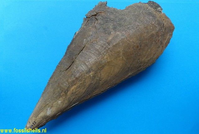 Atrina fragilis kalloensis