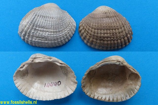 Cerastoderma hostiei