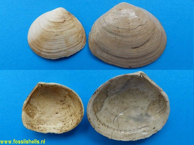 Macoma praetenuis