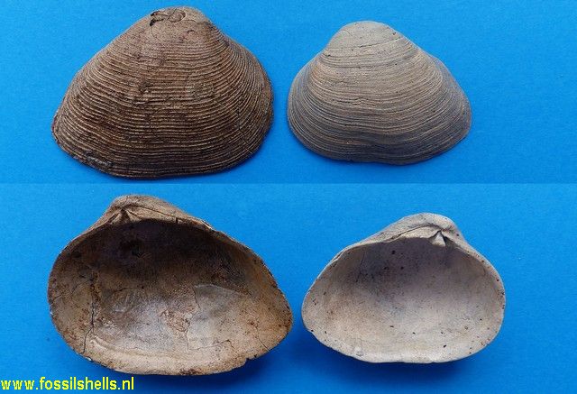 Gastrana laminosa
