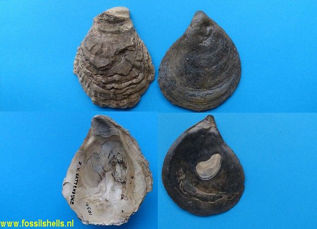 Ostrea edulis edulis