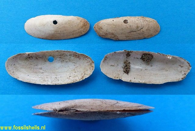 Cultellus cultellatus