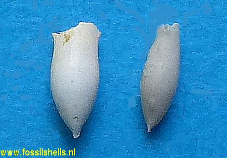 Cuvierina calandrelli