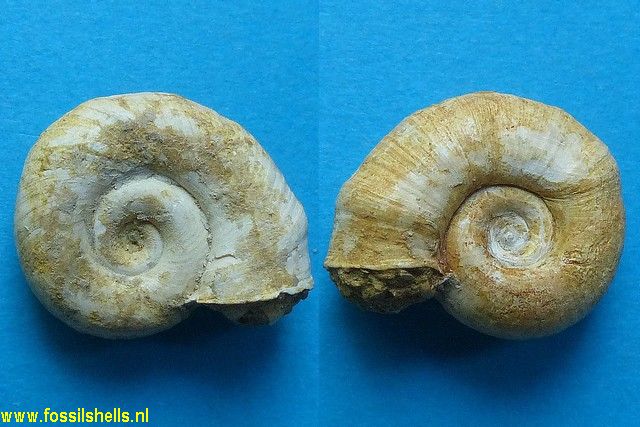 Planorbis cornu solidus