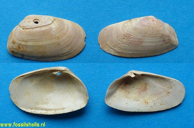 Lentidium burdigalensis