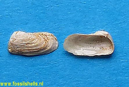 Sphenia panopaeoides