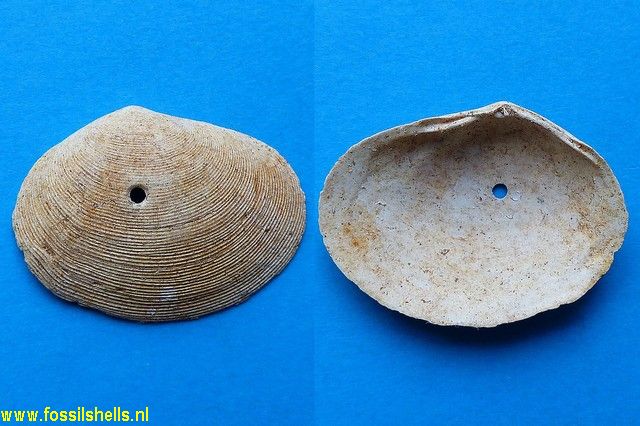 Arcopagia crassa reducta