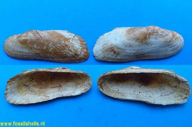 Barbatia submytiloides