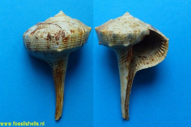 Tudivasum rusticula mutica