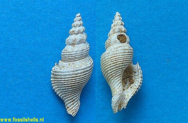 Mangelia subcostellata