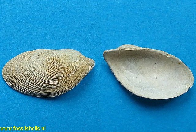 Gastrochaena provignyi