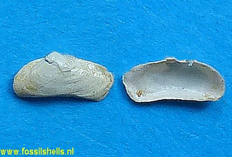 Sphenia terquemi