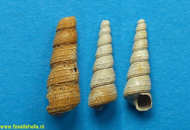 Haustator funiculosus