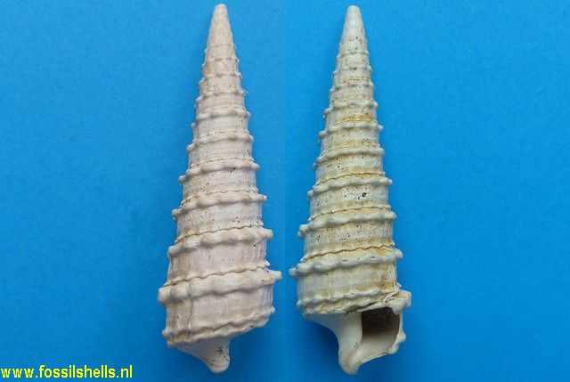 Serratocerithium serratum