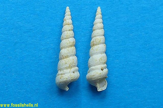 Hemicerithium terebrale var.