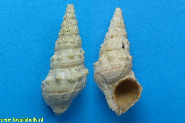 Batillaria pleurotomoides var. A