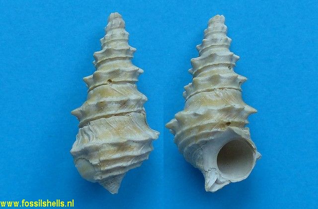 Batillaria echidnoides