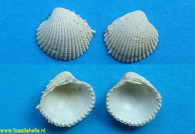 Paraglans calcitrapoides