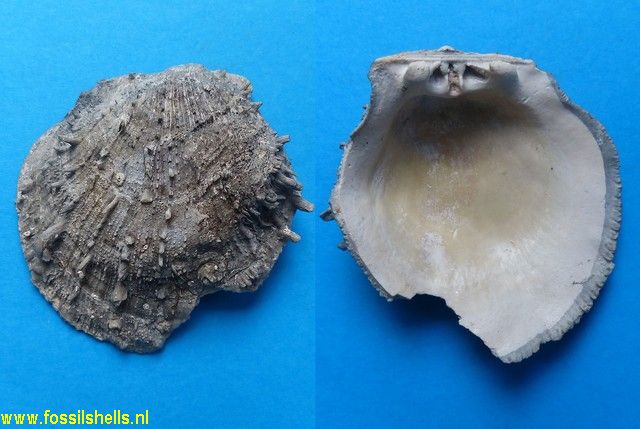 Spondylus crassicostata aquitanicus