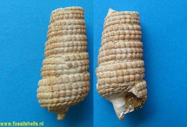 Potamides papaveraceus