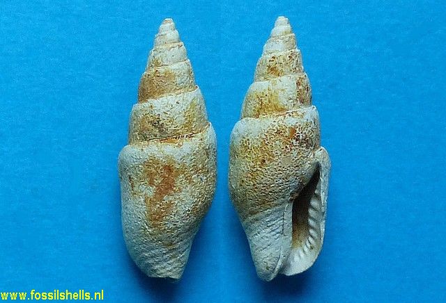 Columbella turonensis