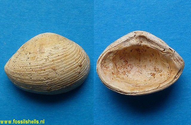 Corbula carinata hoernesi