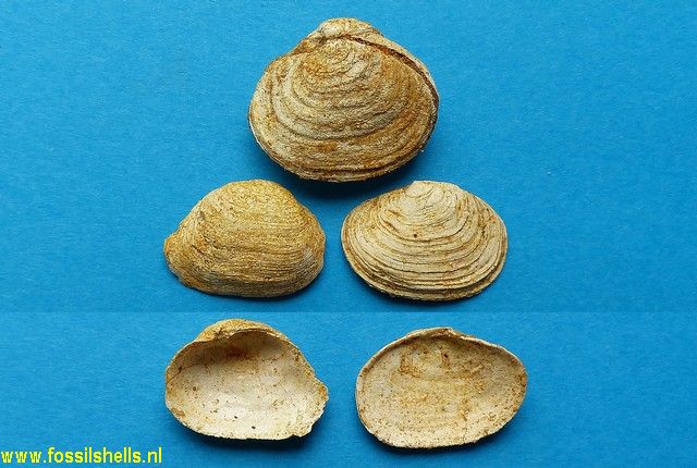 Basterotia neuvillei