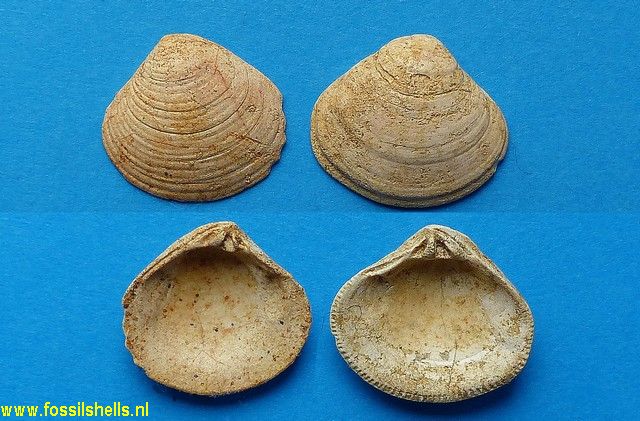 Astarte incrassata sallomacensis