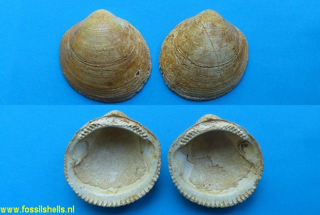 Glycymeris bimaculatus