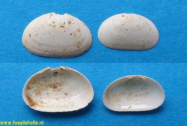 Lepton transversarium