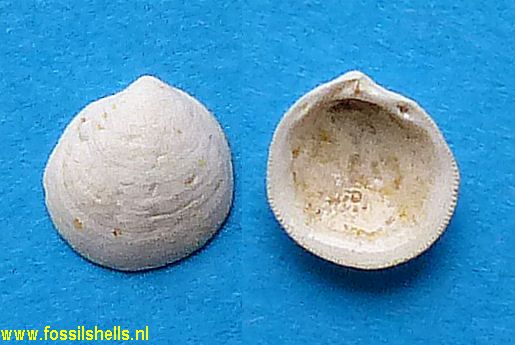 Loripes dentatus neglectus