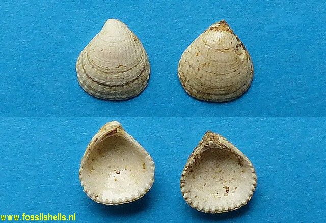 Pteromeris unidentata