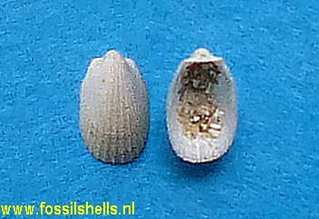 Lima subauriculata percostulata