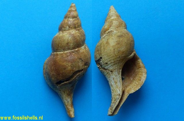 Fasciolaria aquitaniensis