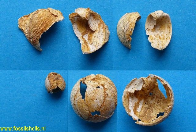 Jouannetia semicaudata