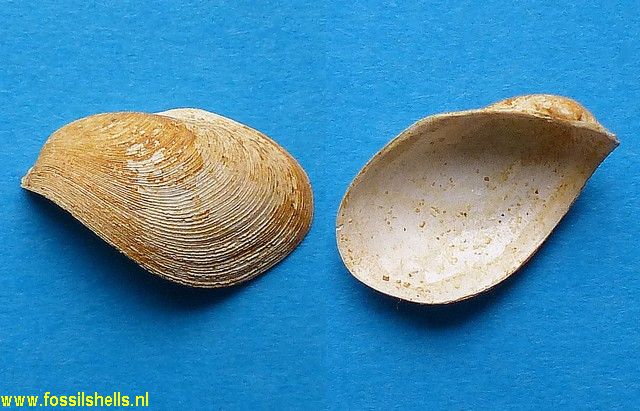 Gastrochaena intermedia curta