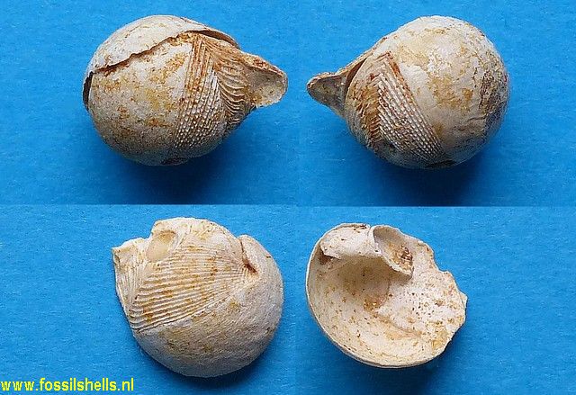 Jouannetia semicaudata