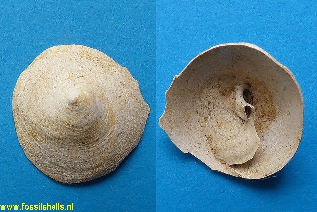 Calyptraea sallomacensis