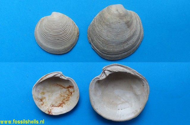 Dosinia exoleta