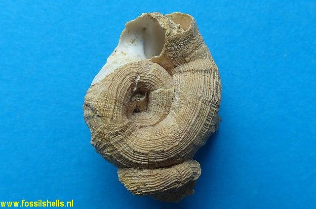 Vermetus arenarius turonensis