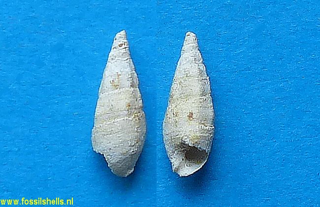 Rhinoclavis pupaeformis