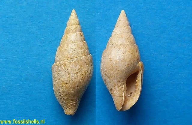 Columbella girondica