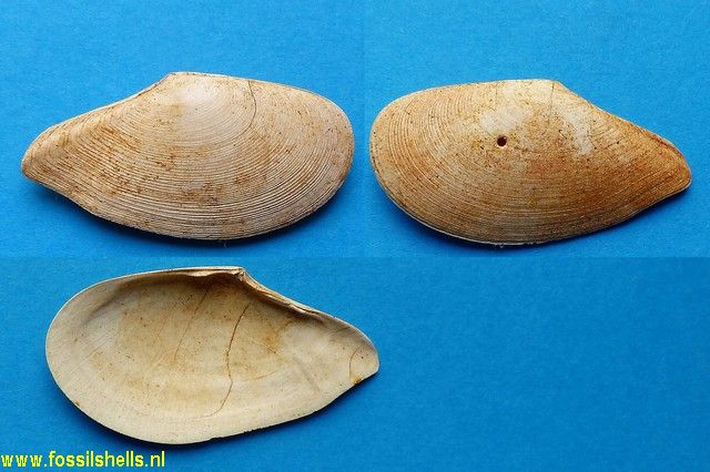 Tellina saucatsensis