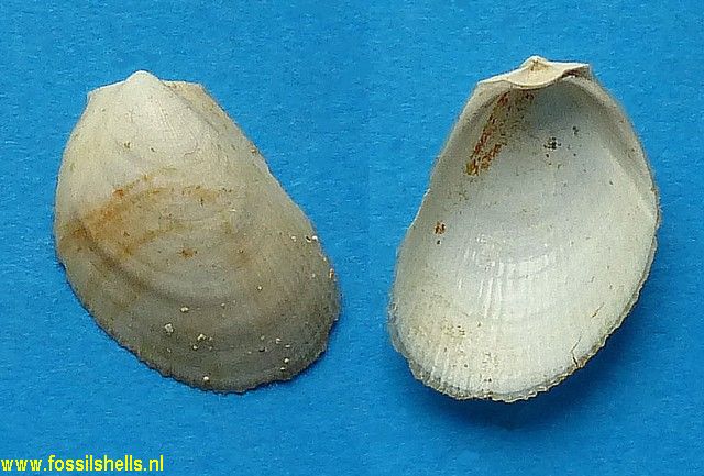 Lima inflata neogenica