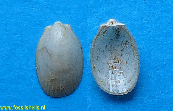 Lima subauriculata inframiocaenica